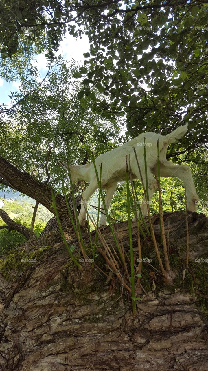 White goat climbing on a tree trunk
