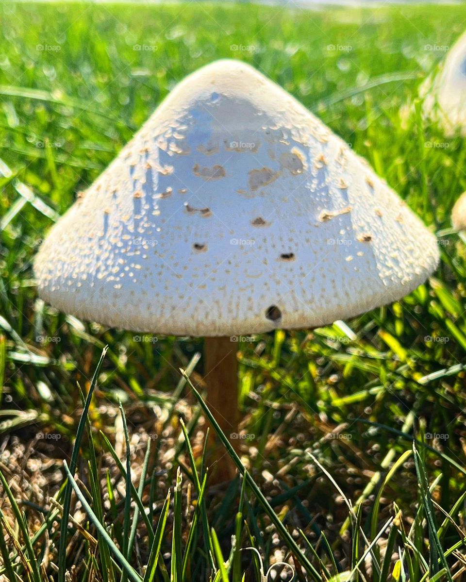 Mushroom