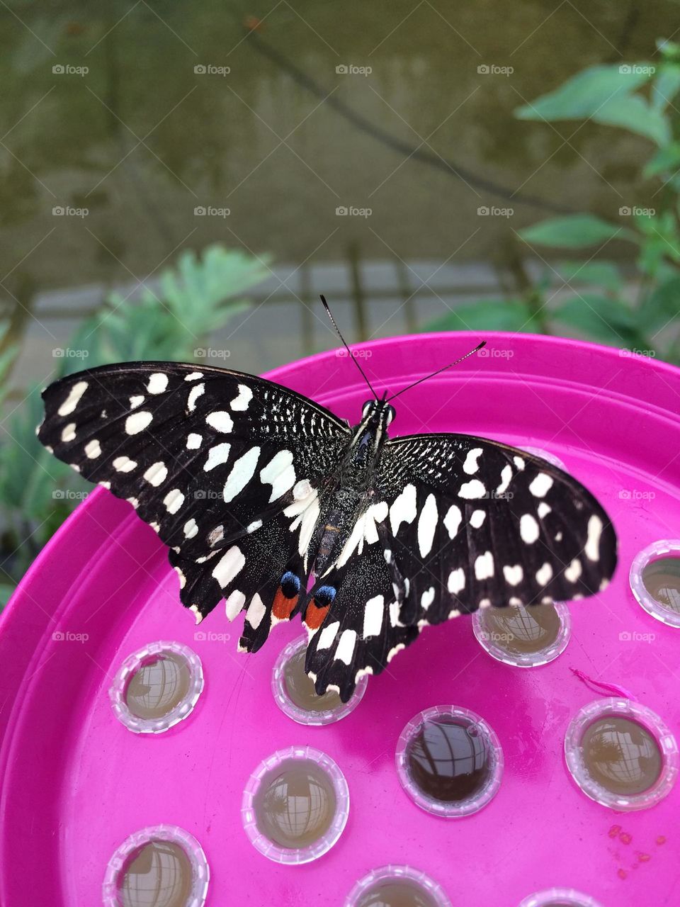 Butterfly drinking pink