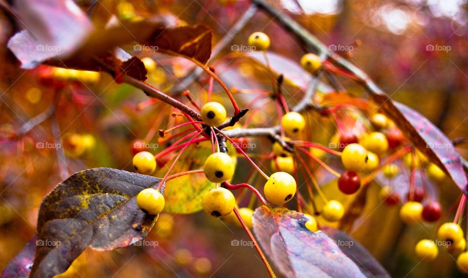 Fall Tree berries 