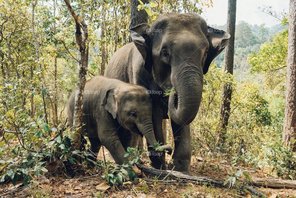 Two elephant near trees