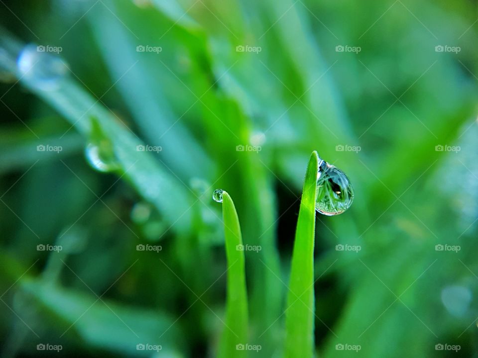 Dew drop on the grass in the morning