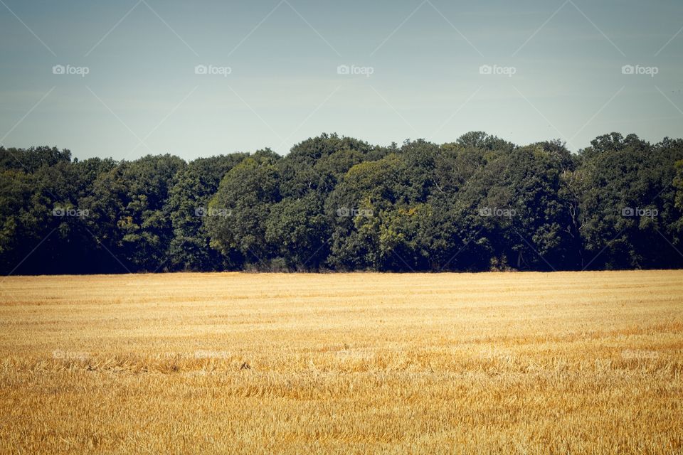 wheat field in the summer