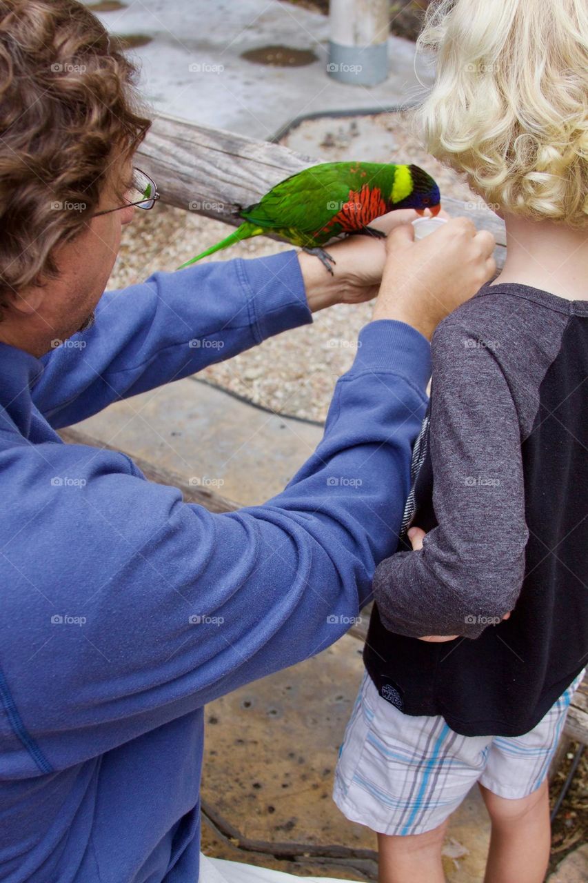 Feeding the Lorikeet