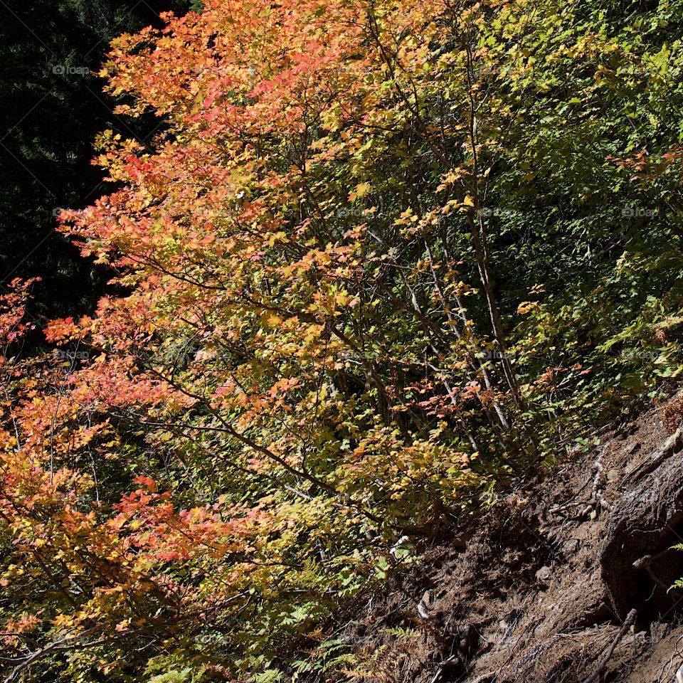 Maple trees in the forests of Western Oregon with leaves shining in their stunning fall colors of red, orange, and yellow on a sunny autumn day. 