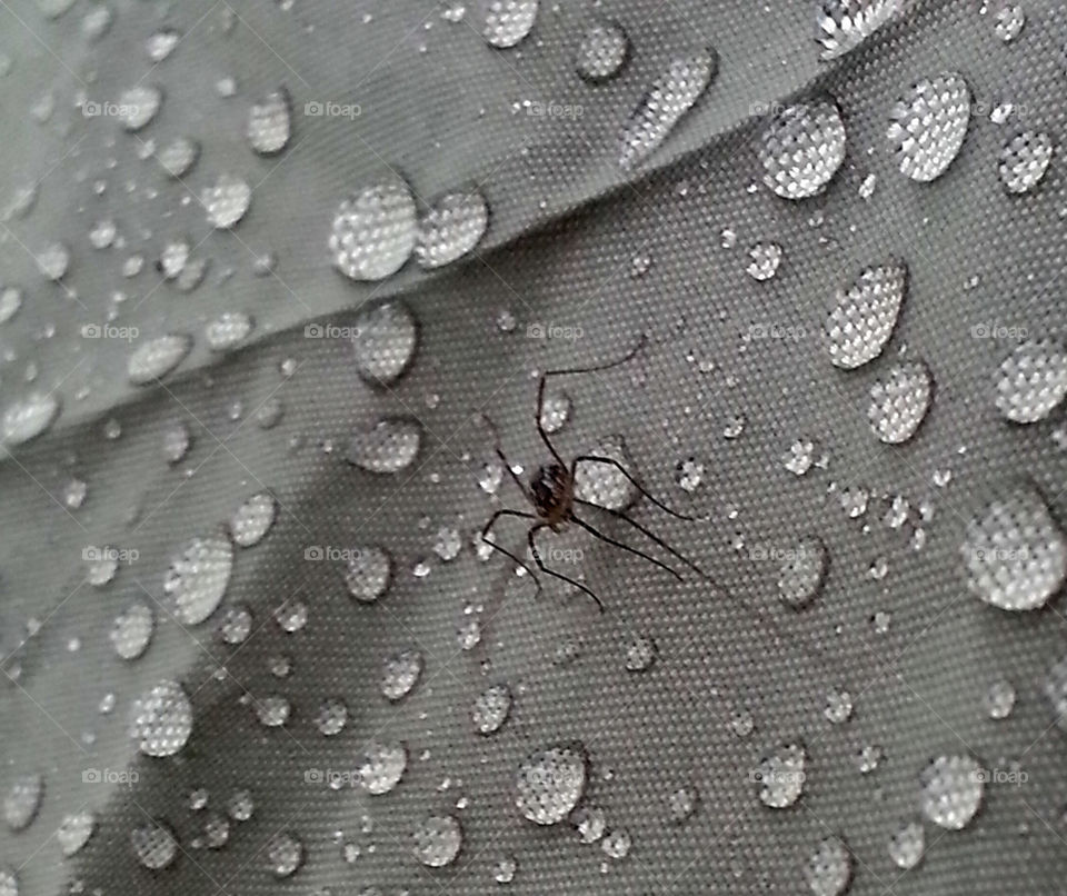 Spider on tent