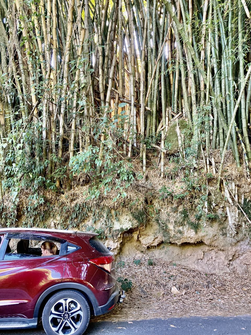 A photo to admire nature: we parked in this beautiful bamboo grove with our car and stayed on the road. / Uma foto para ficar admirando a natureza: estacionamos neste bambuzal muito bonito com nosso carro e ficamos na estrada.