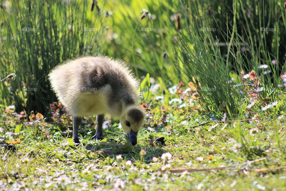 Cute fluffy young wild goose between the grass and Daisies.
With his down feathers he look lovely and fluffy.