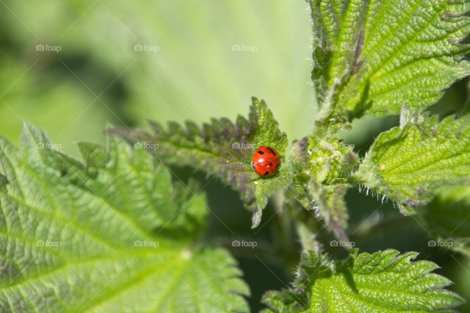 ladybug on a leaf