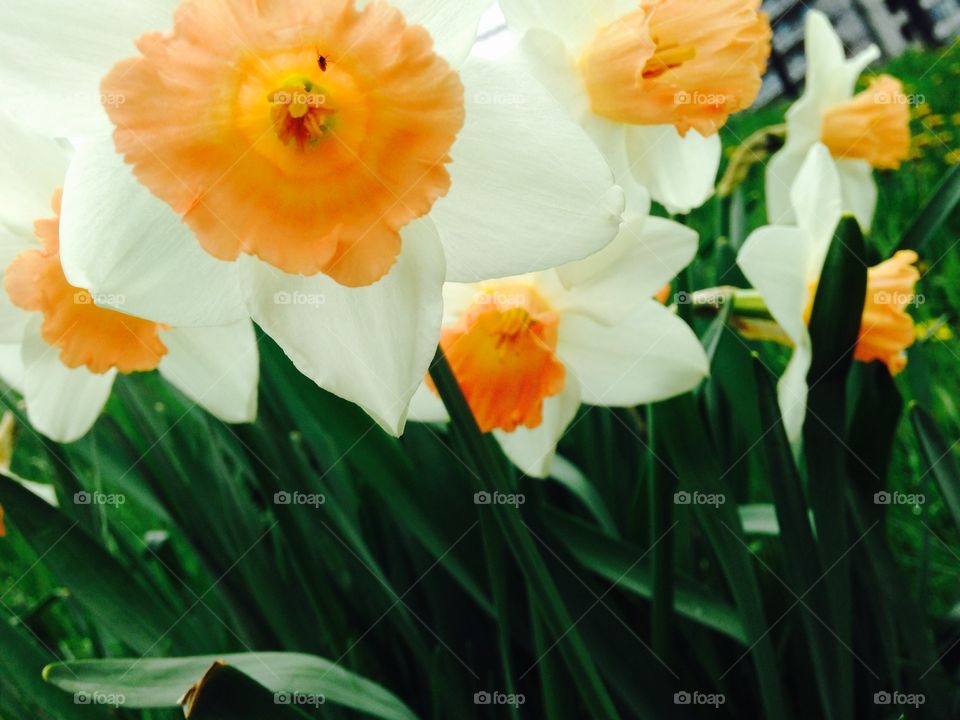 Close up flowers