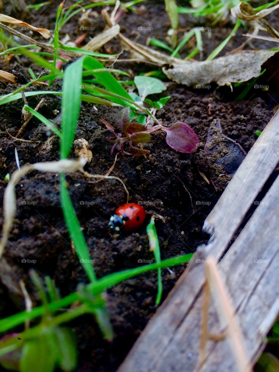 ladybug