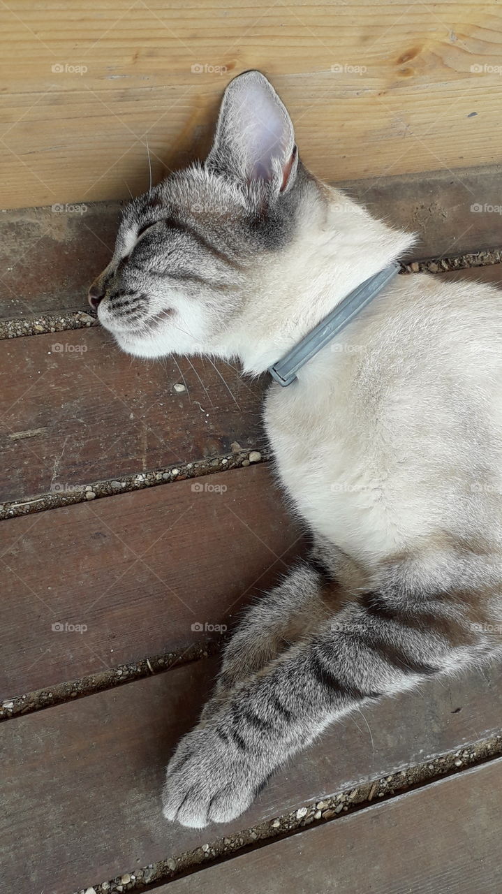 my cat sleeping on the cart