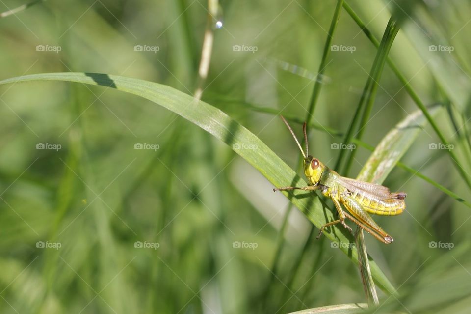 Grasshopper 