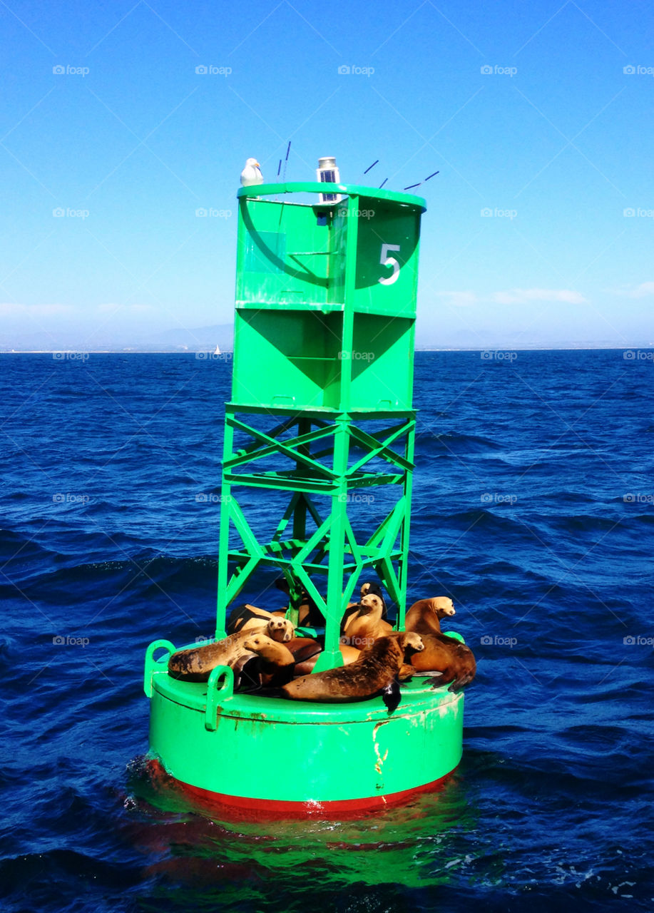 Sea lions on a buoy on San Diego bay 