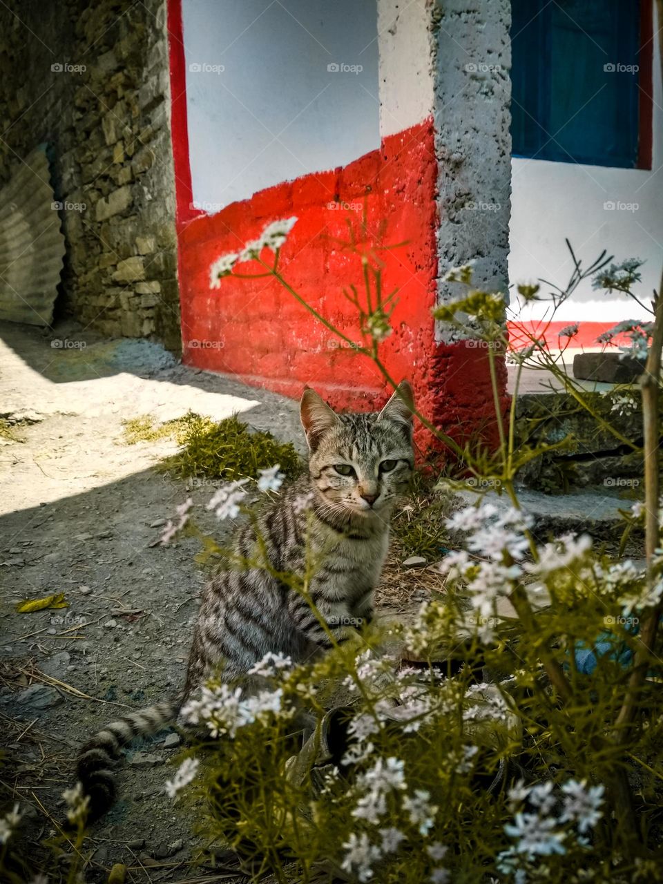 beautiful cat picture by Sachin Khwaab.