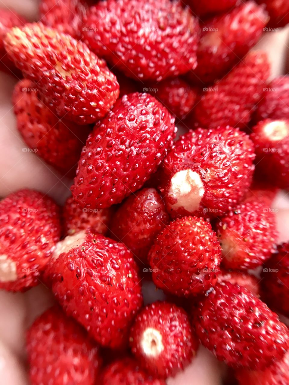 Strawberries