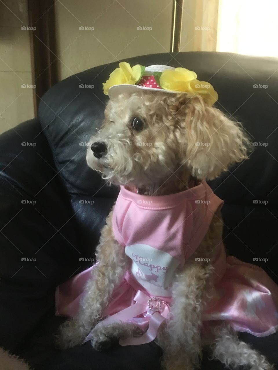 Doggie Easter bonnet