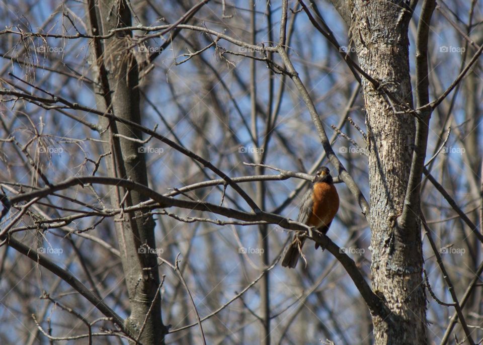 Robin bird perching on bare tree