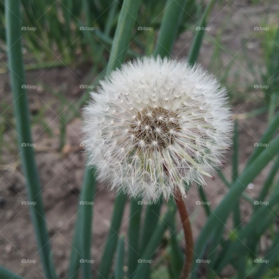dandelions