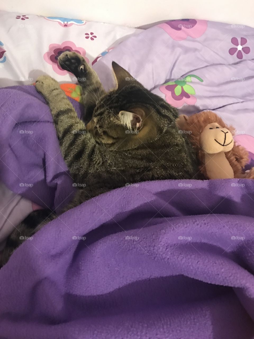 Cat sleeping with his monkey