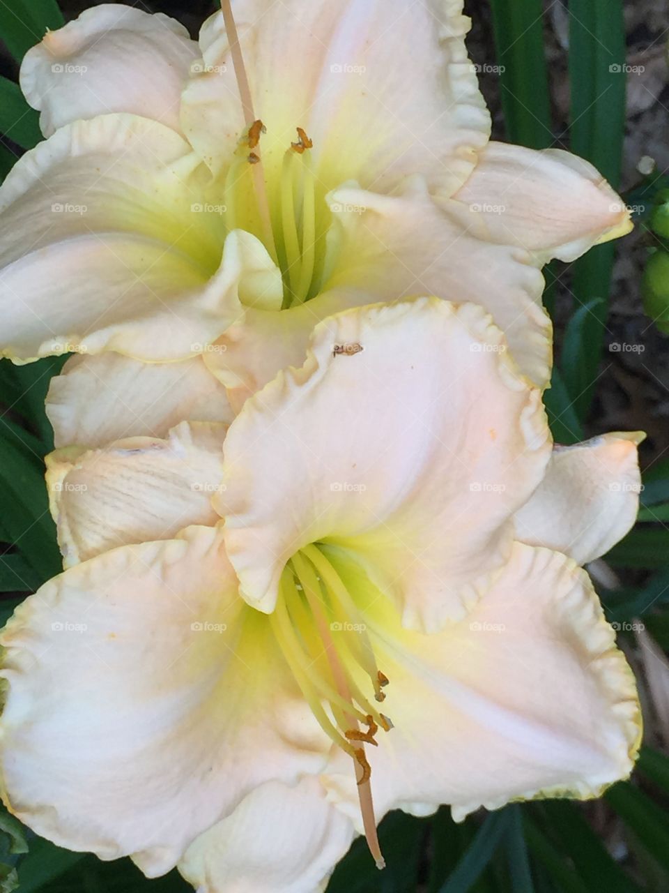 Summer Lily Blooms