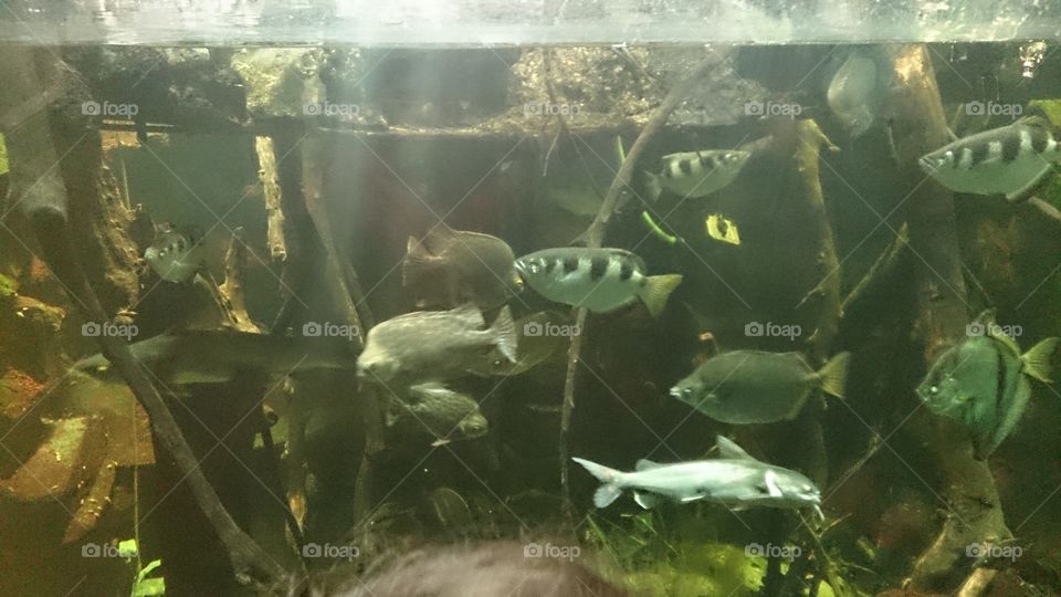 Fishes 