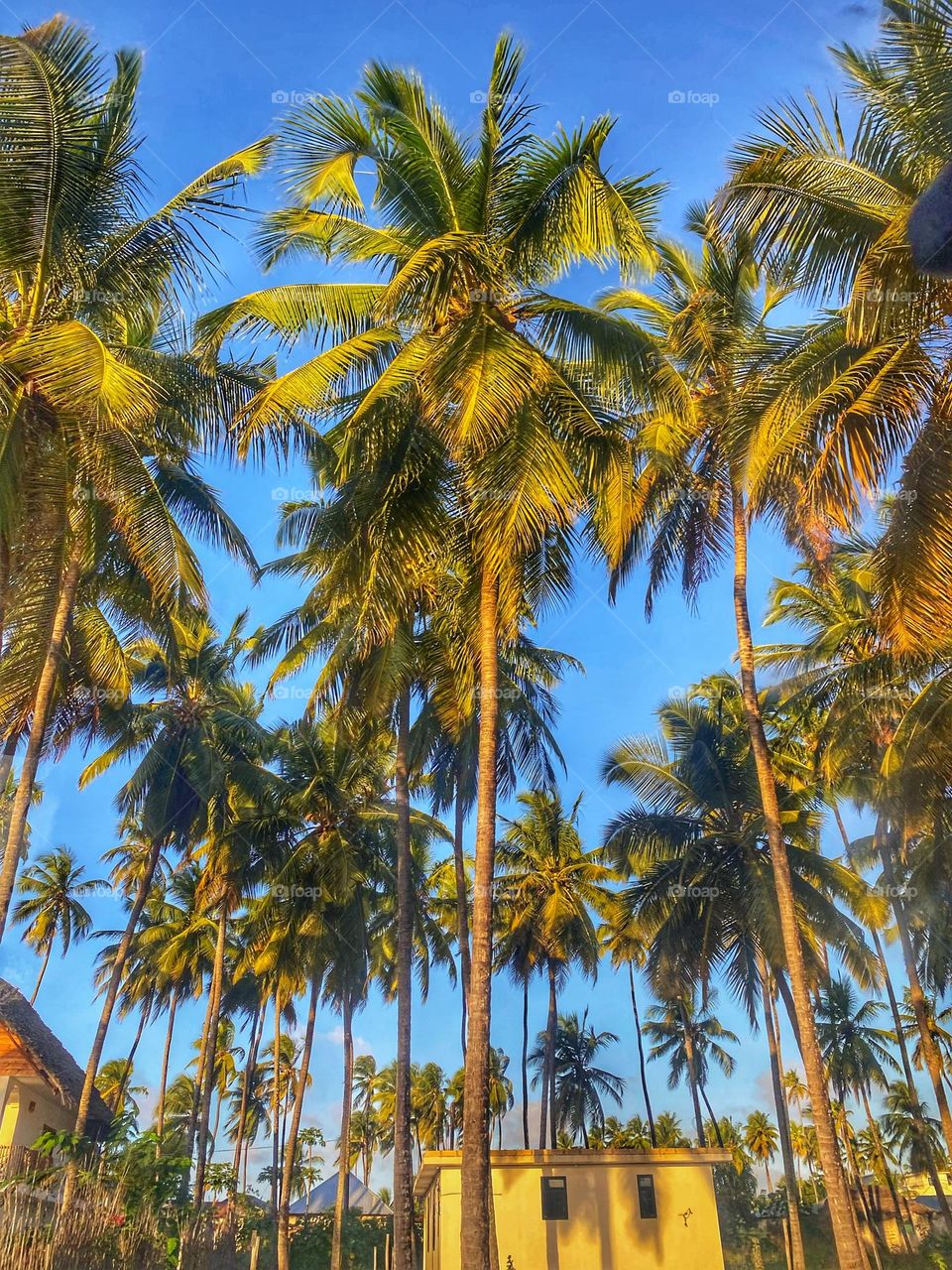 Palms