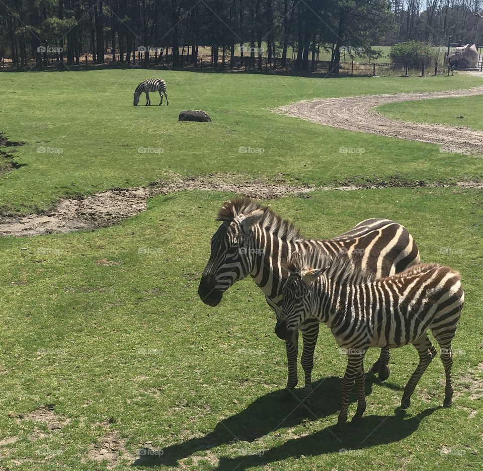 two zebras side by side