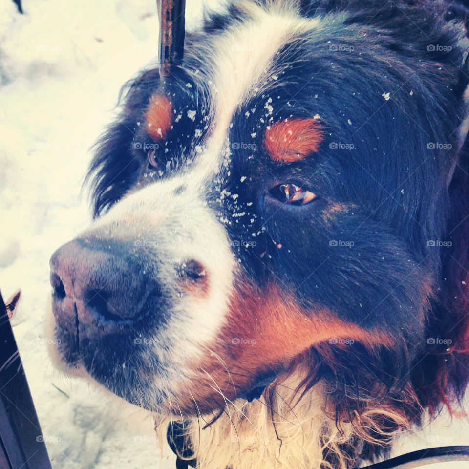 Dog under snow