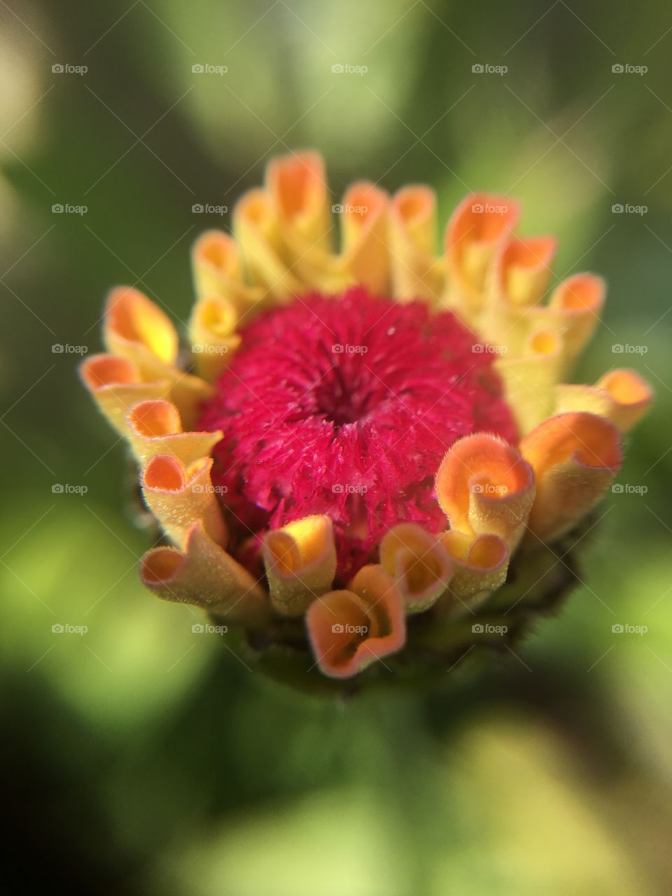 Zinnia about to open