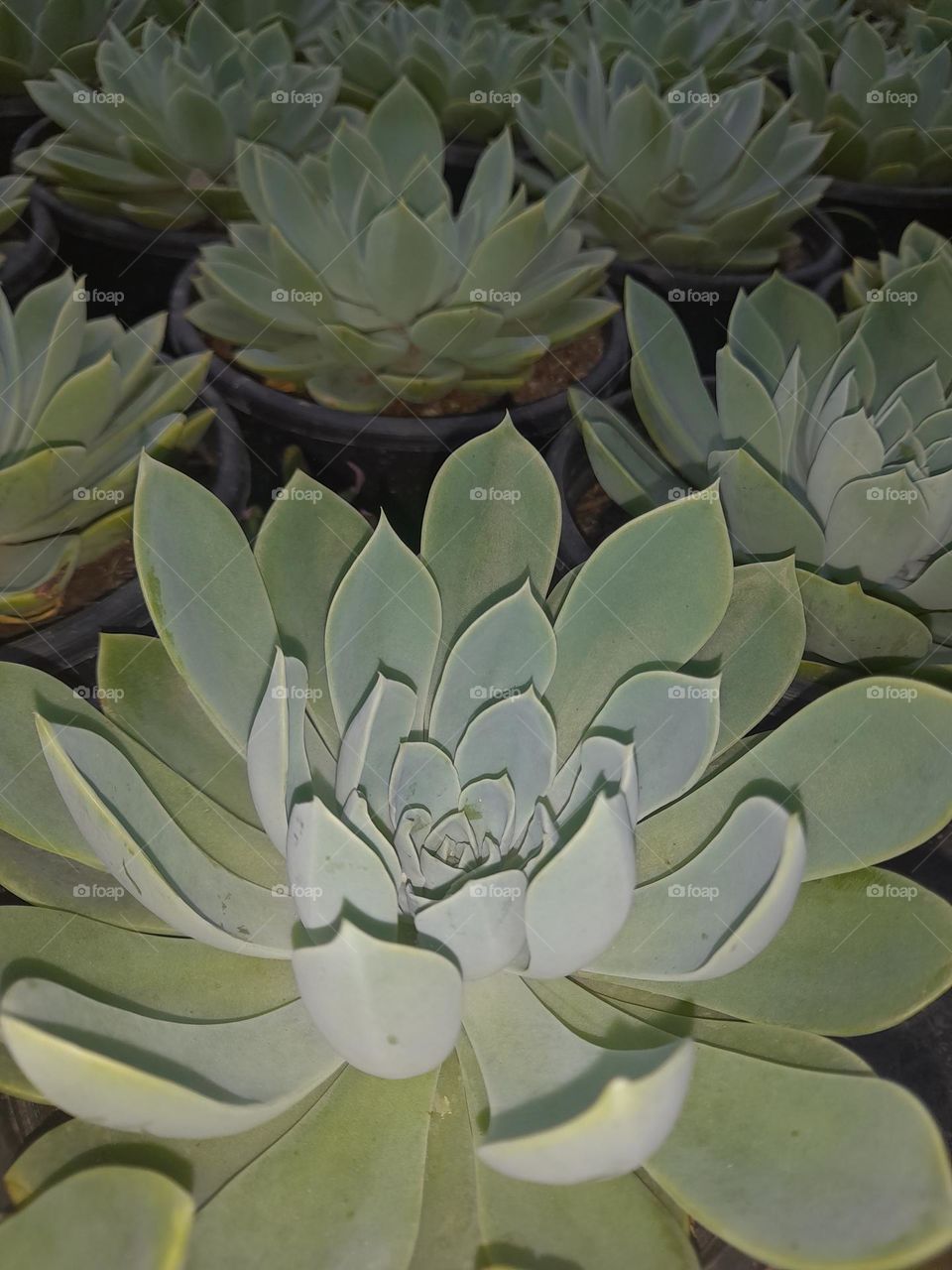 Echeveria desmetiana Echeveria peacockii