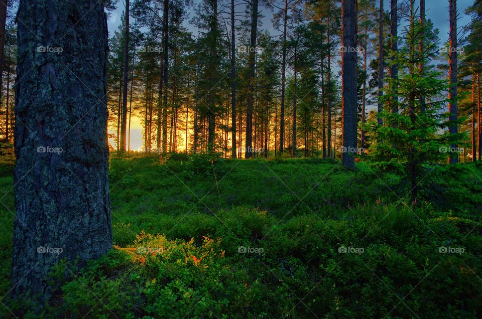 View of forest during sunset