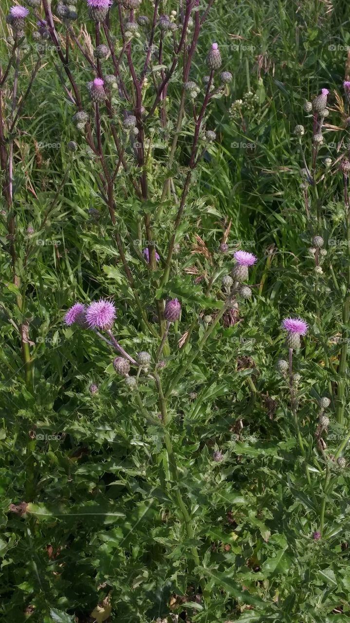 thistle