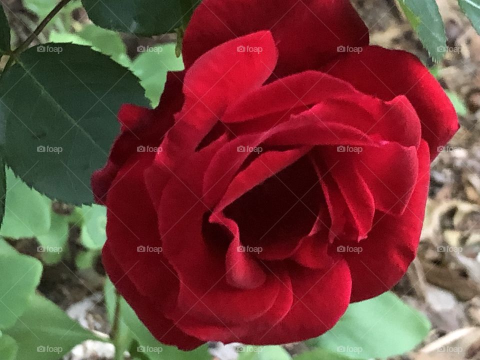 Rose from my rose bush