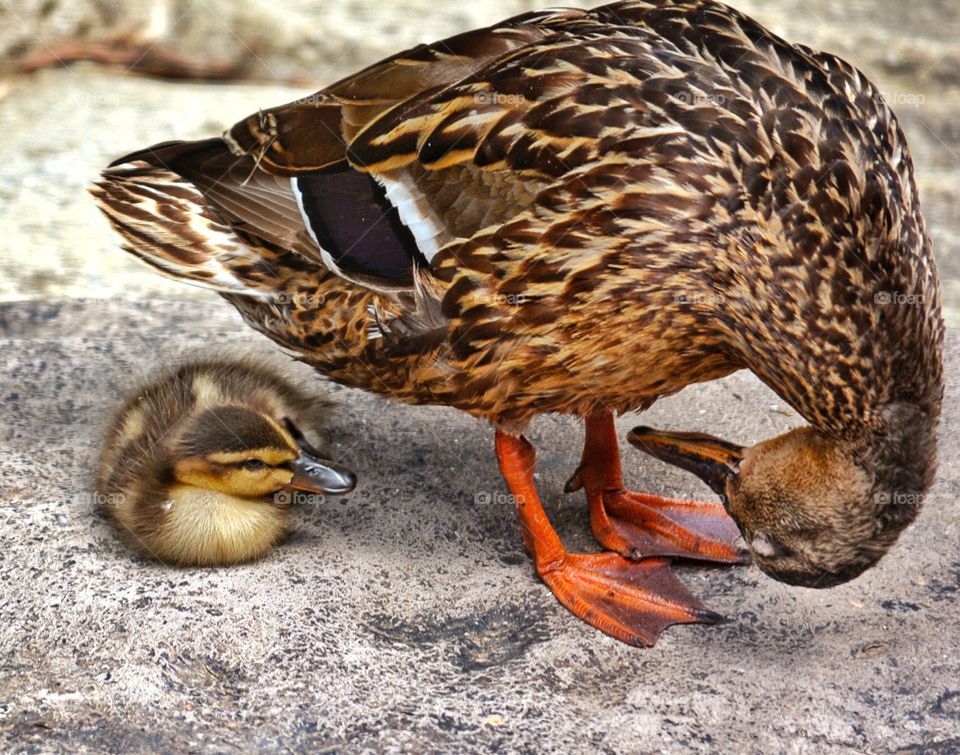 Mama duck and baby