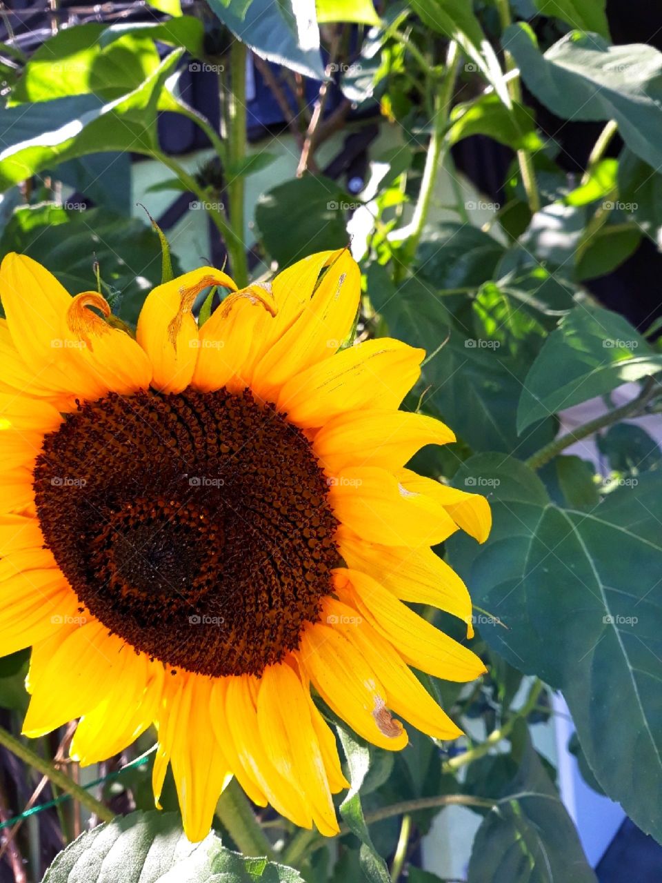 The yellow colour of a sunflower