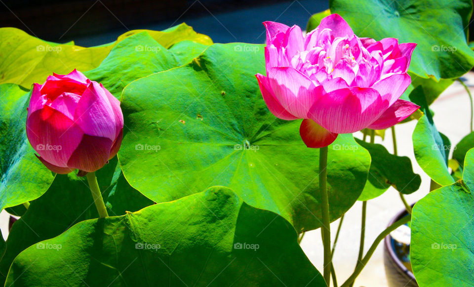 Pink lotus