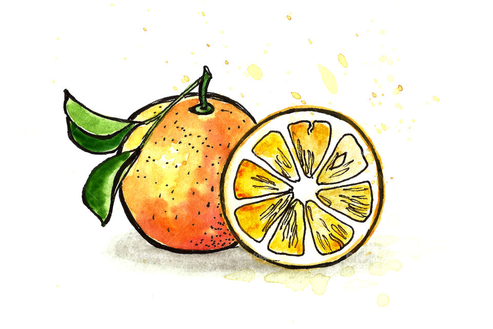 Illustration of orange 