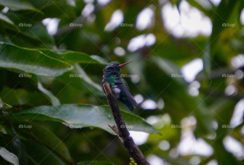 beautiful hummingbird on the mango tree here at home