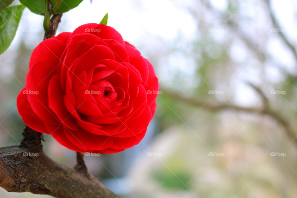 Nature, Flower, Rose, No Person, Leaf