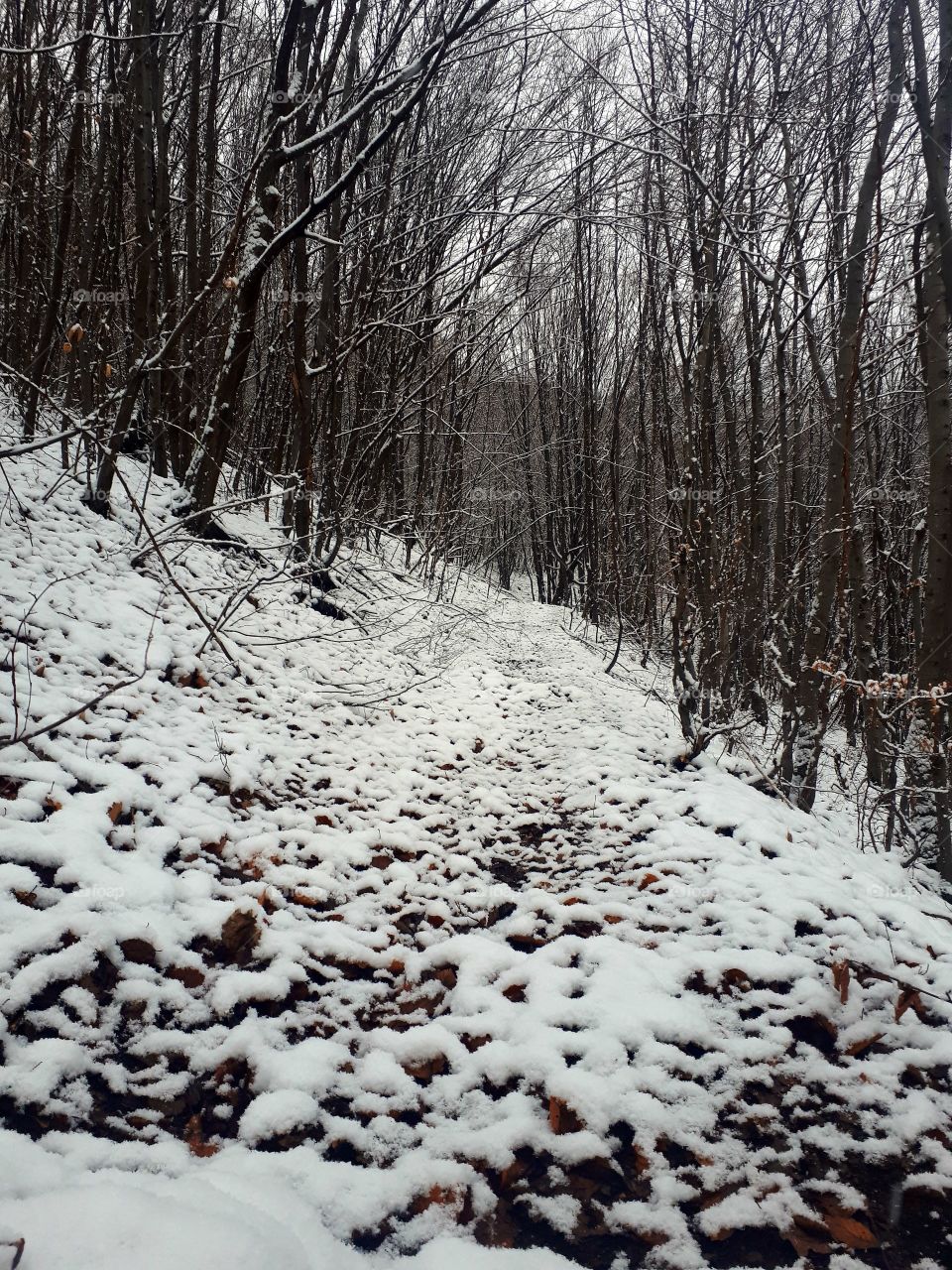 walk through the woods by taking the first snow