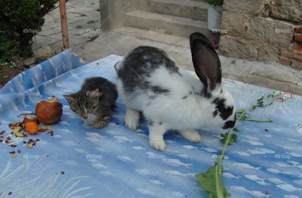 A cute bunny and a kitten