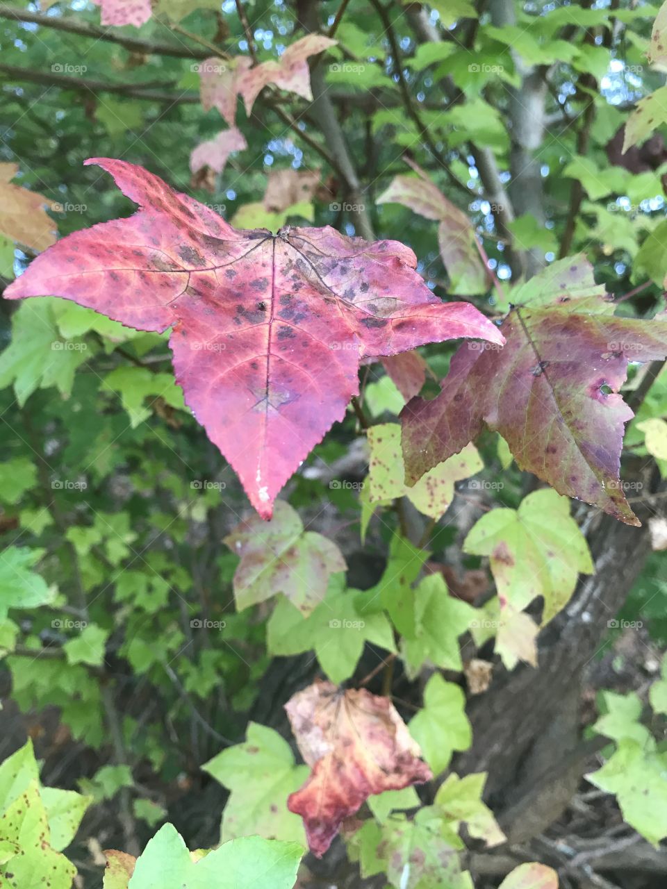 Fall foliage 
