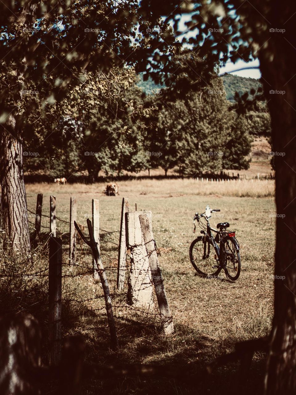 Bike on grass