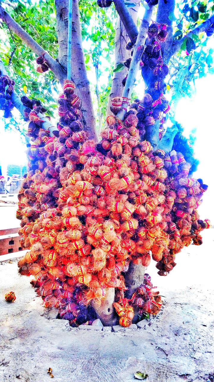 coconuts on tree