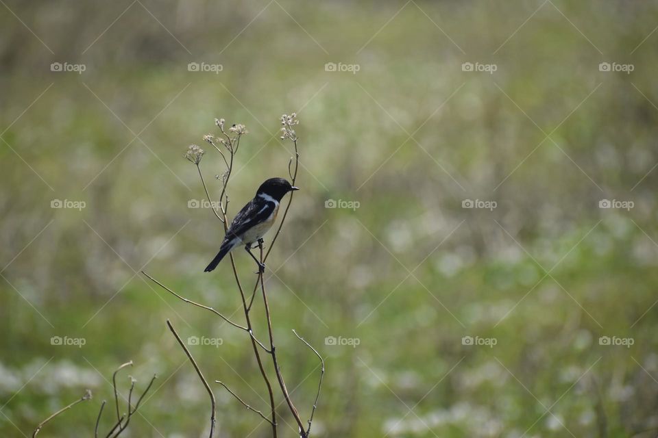 The African stonechat or common stonechat is a species of the Old World flycatcher family
