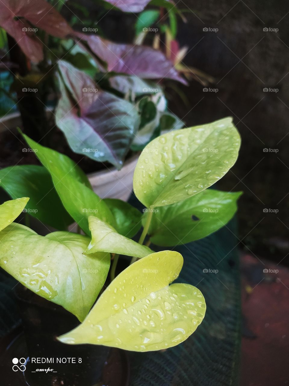 When you're in love with foliage plants...you can't stop yourself from clicking them and flexing them online and that's exactly what I'm doing.πβ¨