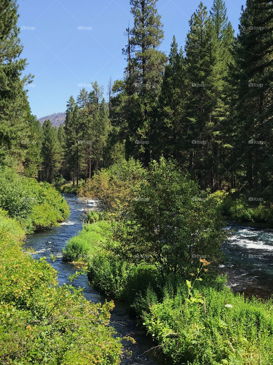 A narrow lush island splits the magnificent blue waters of the Metolius River in the forests of Central Oregon on a sunny summer day. 