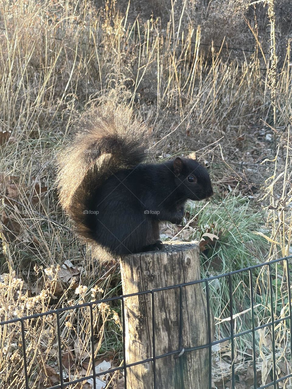 Black squirrel eating and posing for photo. New York Central Park in winter.