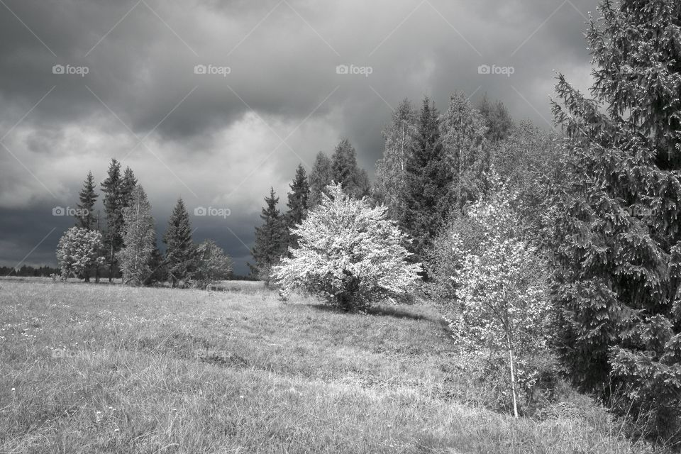 Infrared landscape